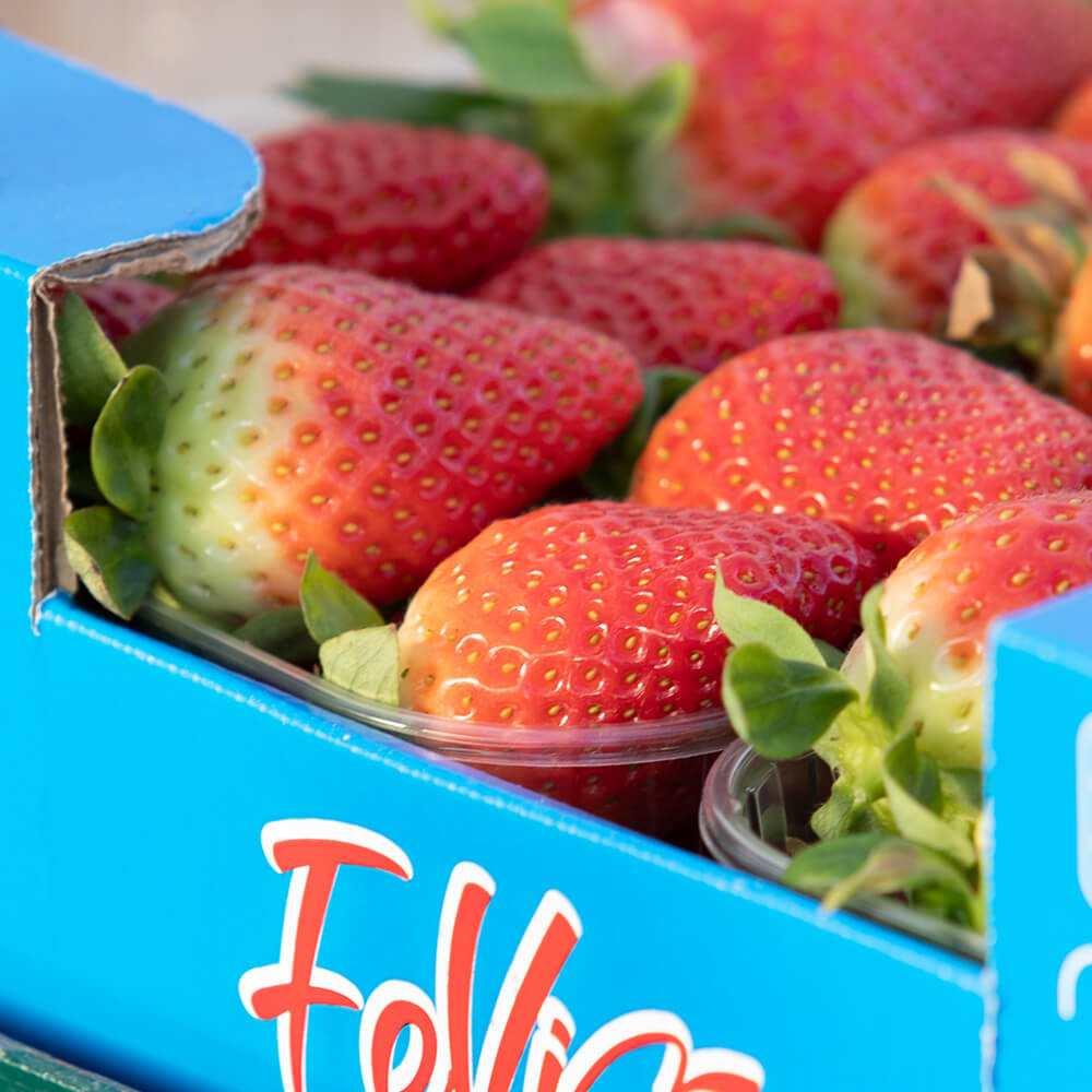 Fragola Candonga