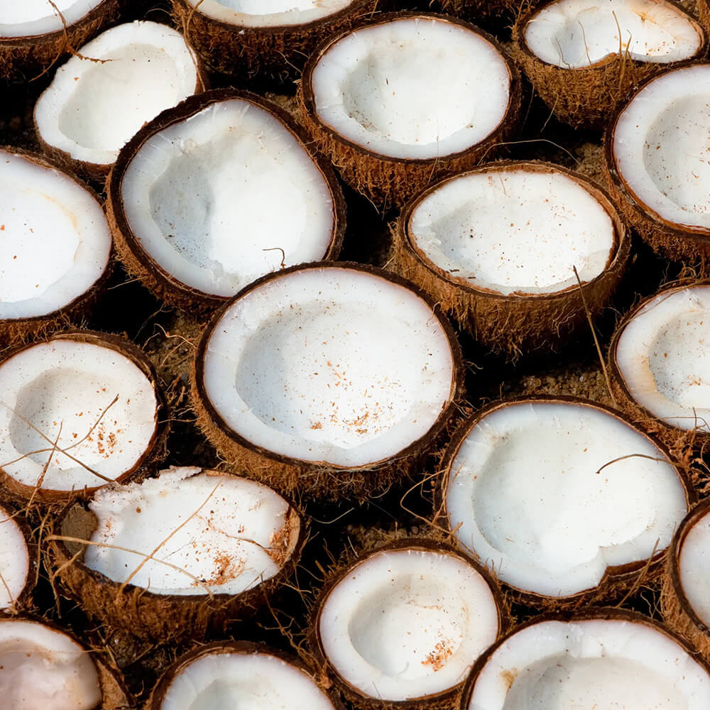 Cocco