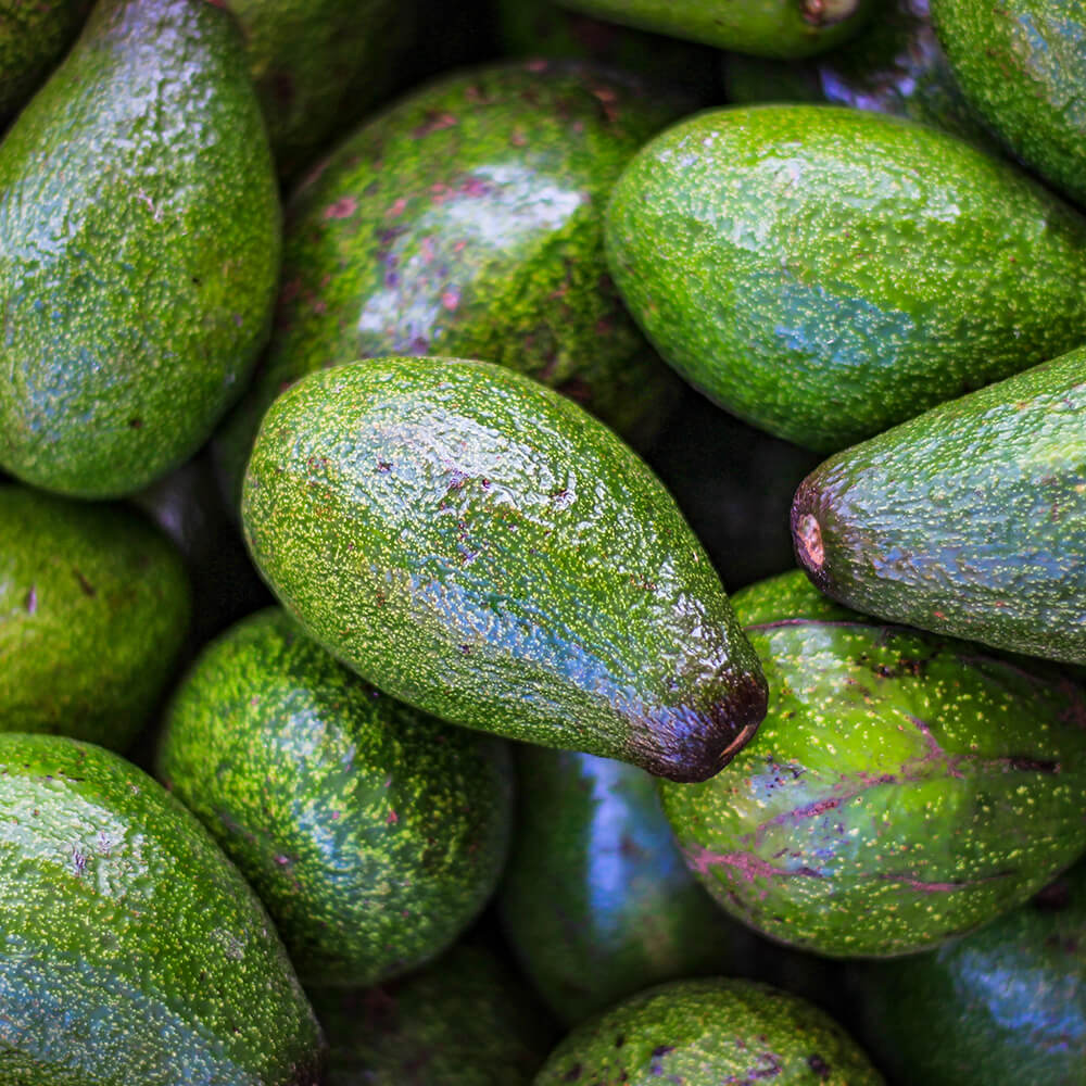 Avocado