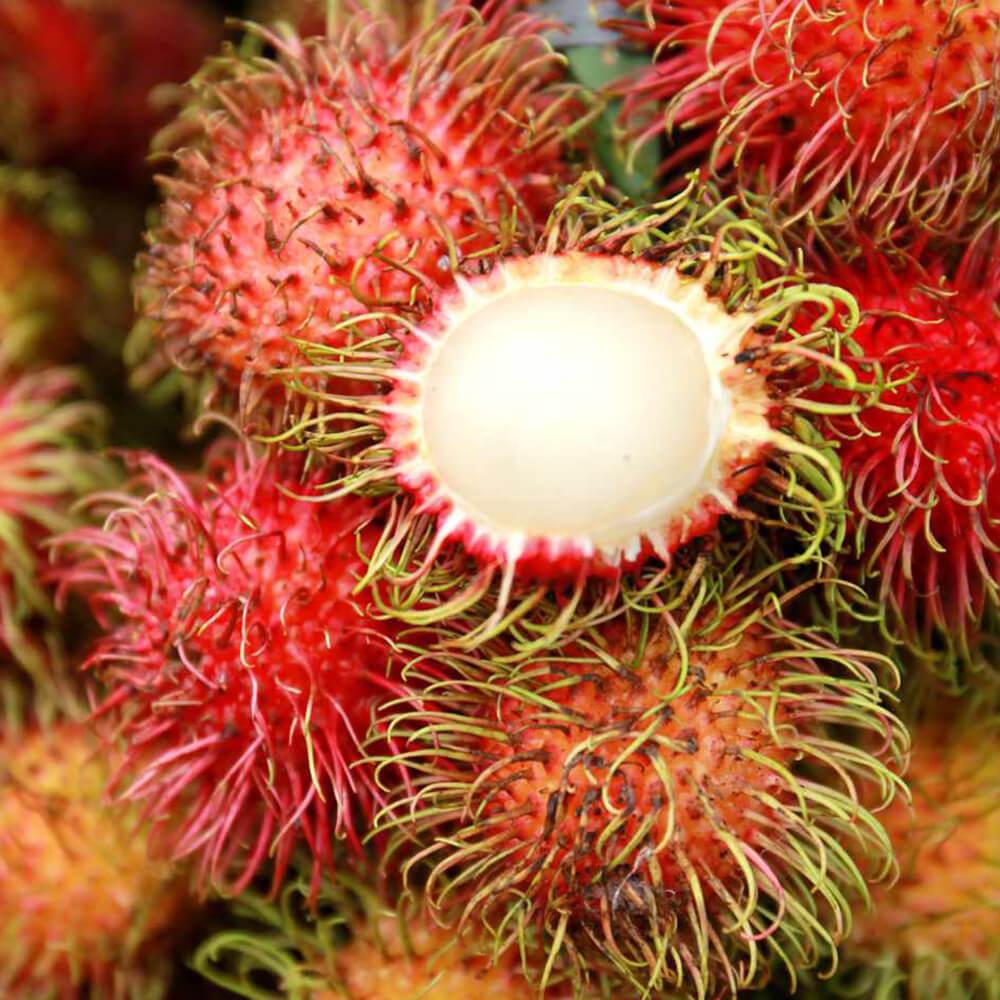 Rambutan