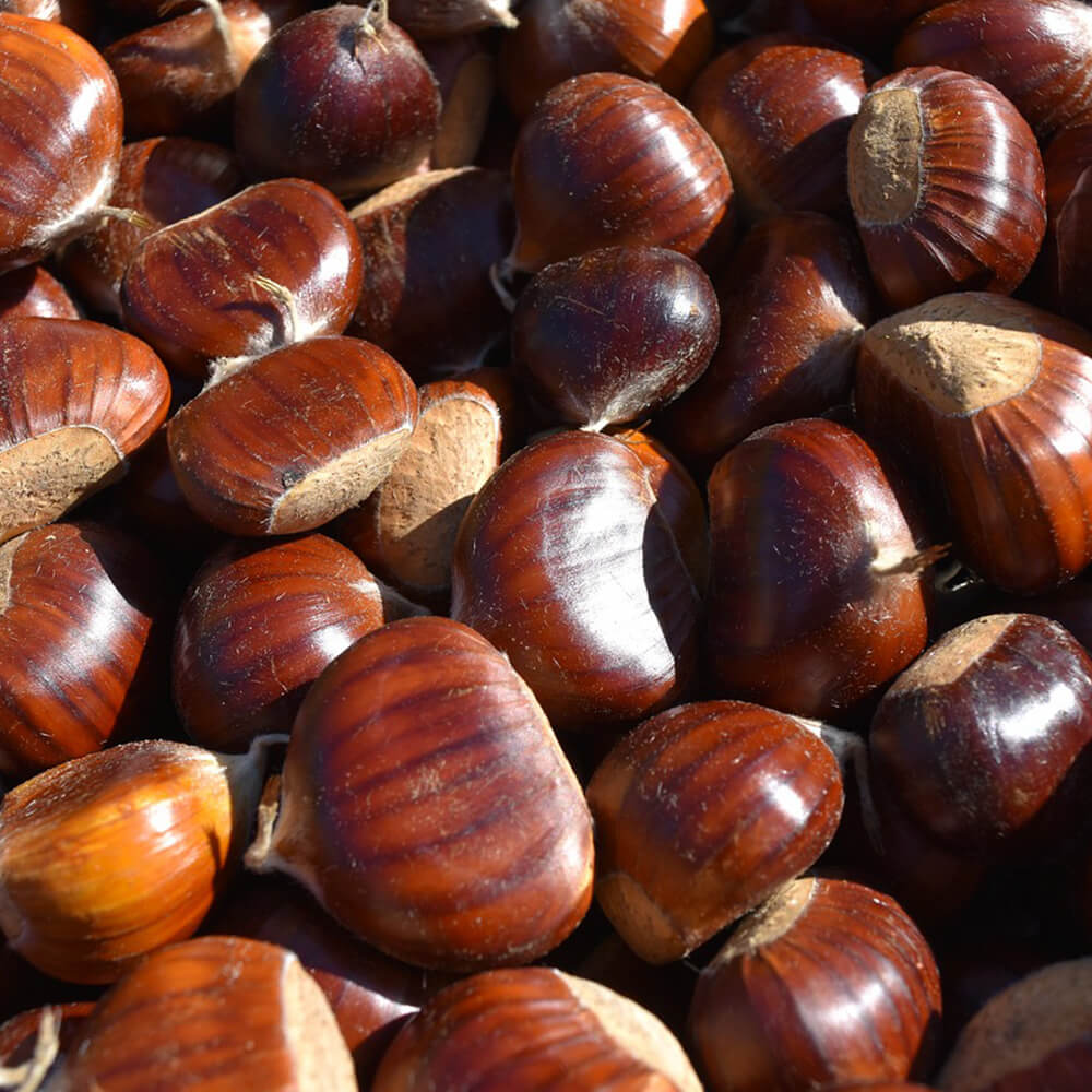 Castagne