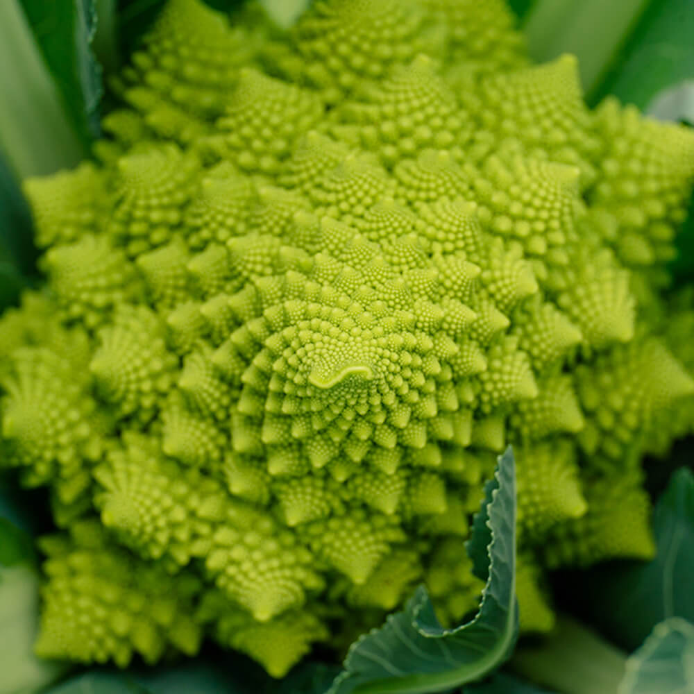 Broccolo Romano