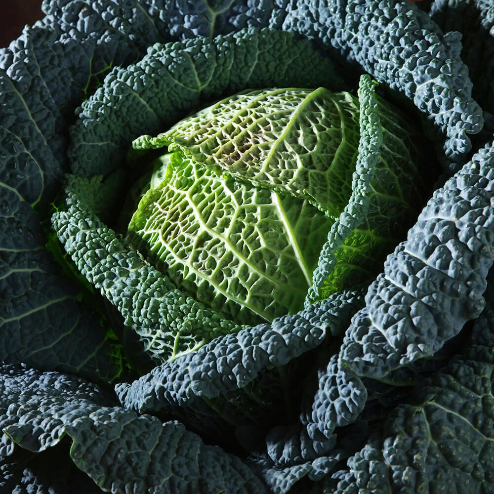 Cavolo Nero
