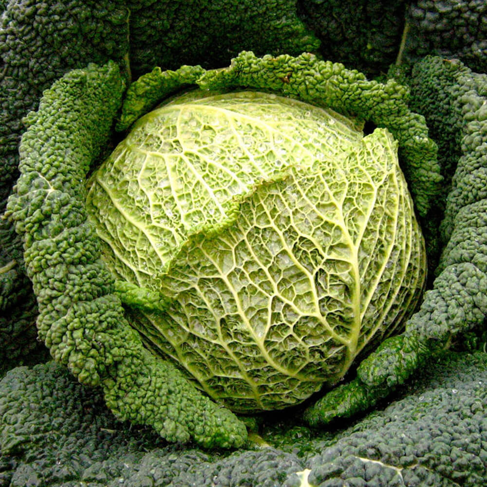 Cavolo Verza