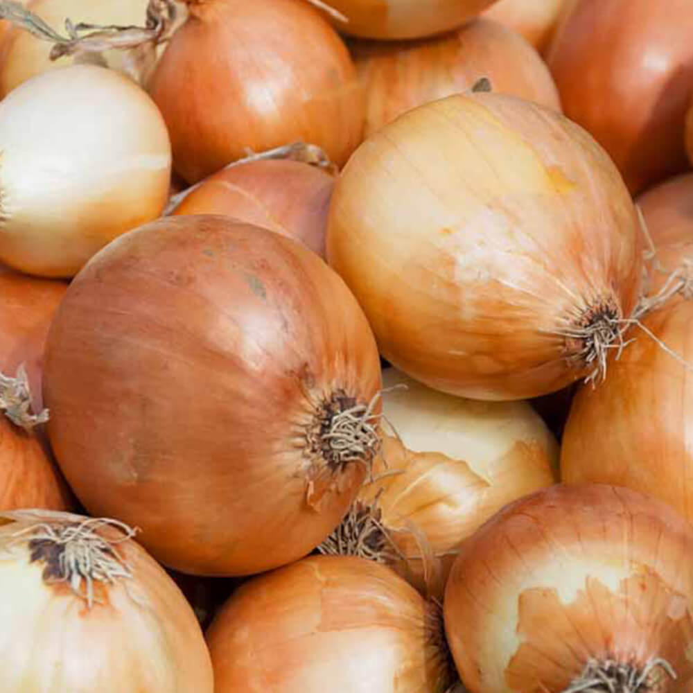 Cipolla Dorata