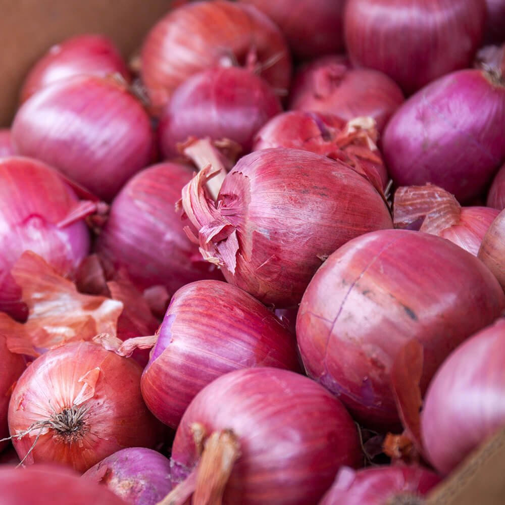 Cipolla Rossa