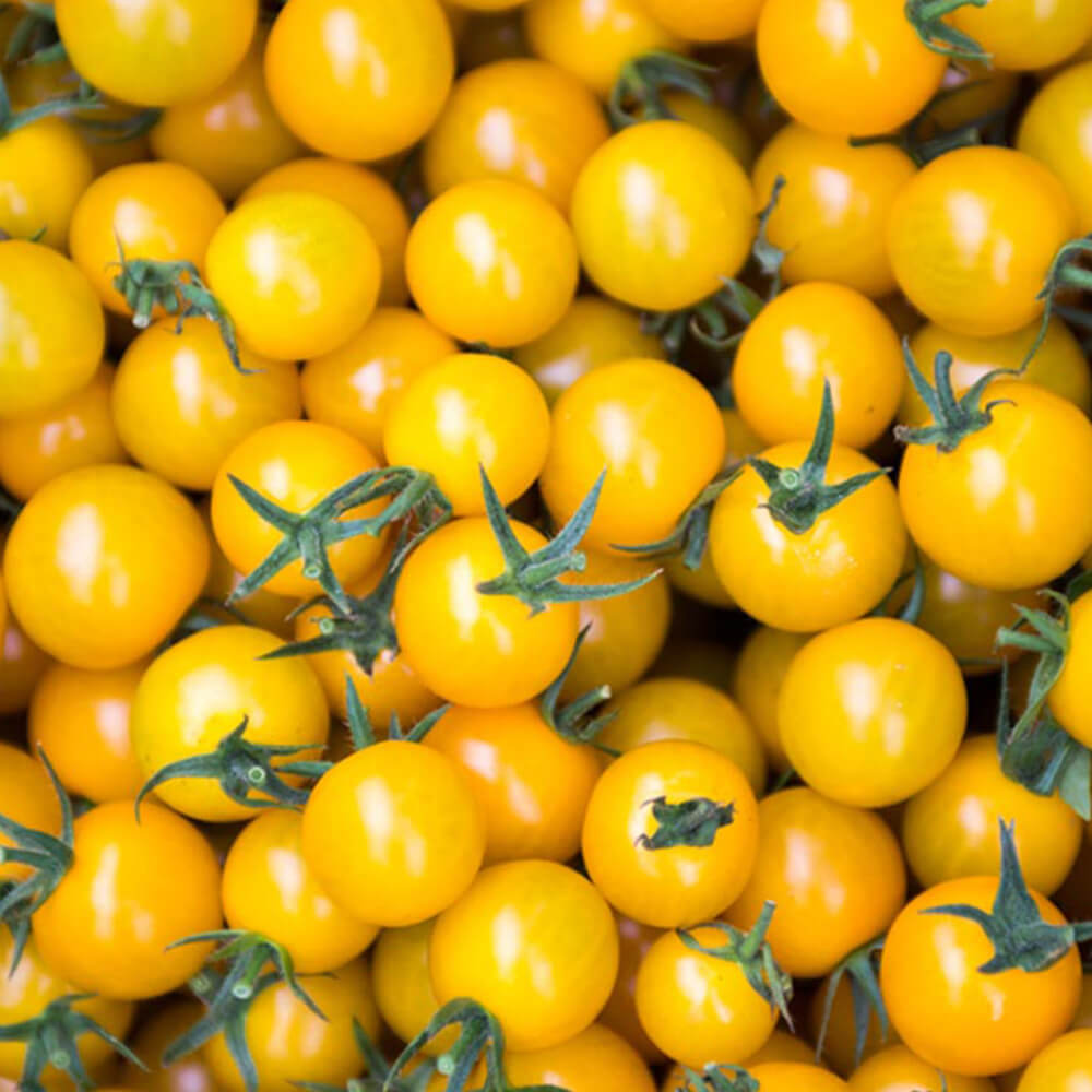 Pomodorini Gialli