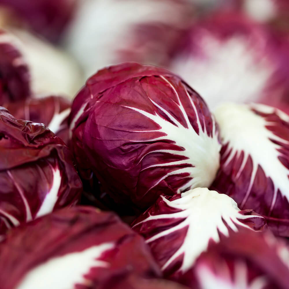 Radicchio