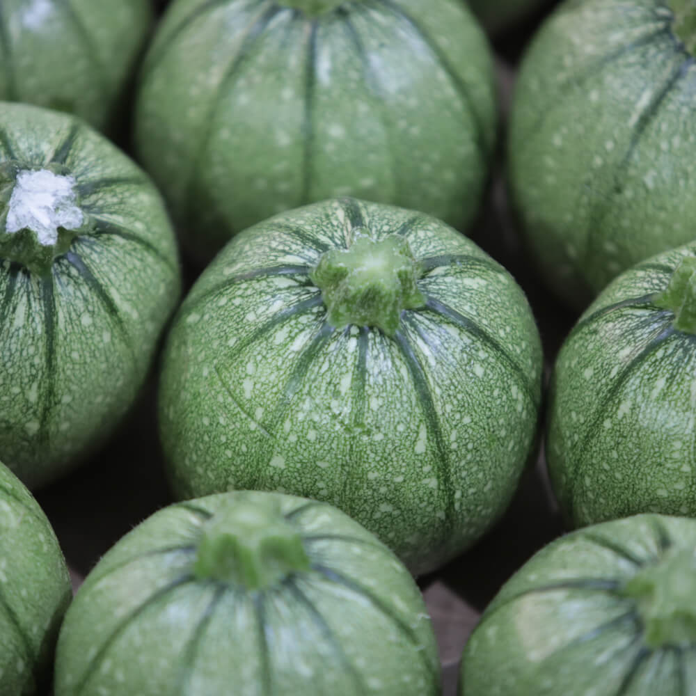 Zucchine Tonde