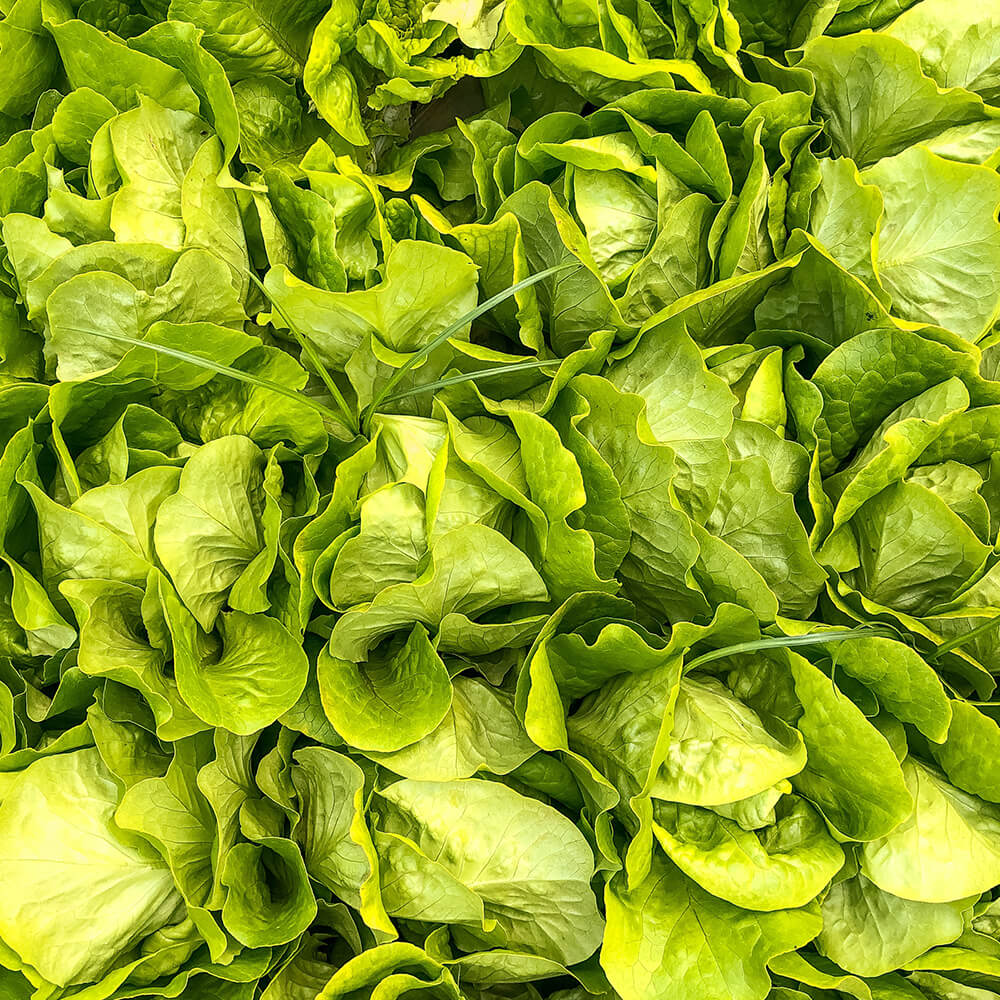 Insalata